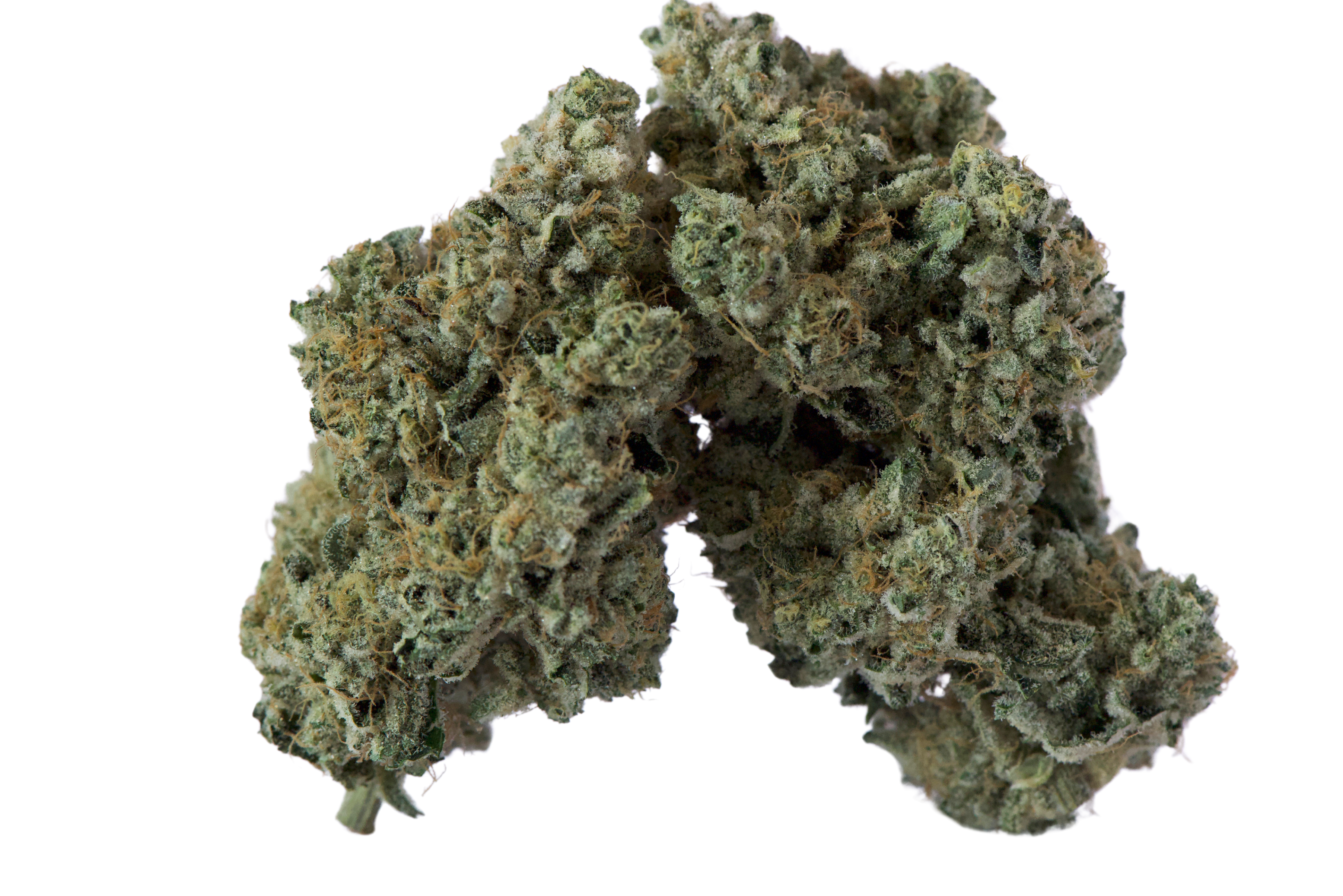 Lime heads 2 buds white backgorund